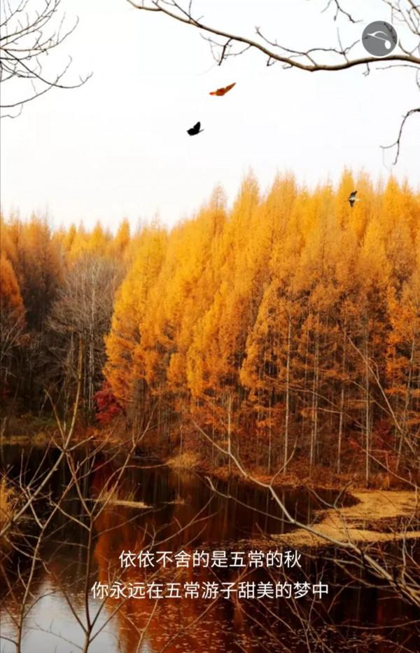 五常的秋天，不想和你說再見