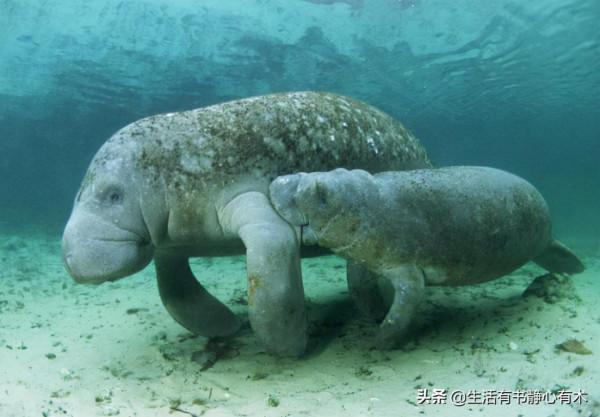 漲知識,海中美人魚“海牛” 漲知識,海中美人魚“海牛”