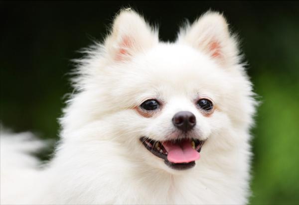 新手寵主這樣養“博美犬”,很快就上手了 新手寵主這樣養“博美犬”,很快就上手了