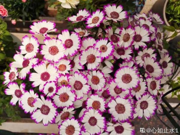 花市“一次性”的盆栽，開完花就死，未免太可惜