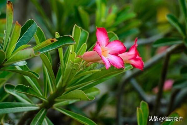 室內陽臺養花，不用藥的綠植驅殺蟲小方法