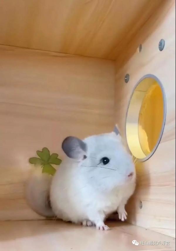 吳中旺山深處，室內帳篷餐廳來啦！