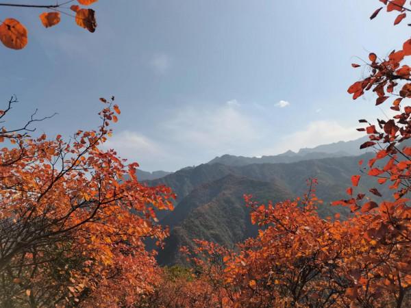 圭峰紅葉遍山,九小時歷程卻讓人驚心 圭峰紅葉遍山,九小時歷程卻讓人驚心