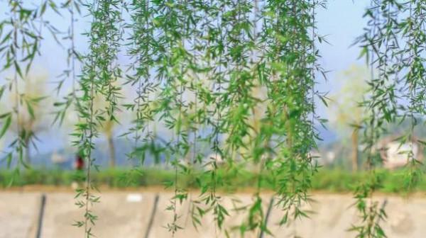 30首寫酒的古詩詞,30種人生,酒慶祝,酒助興,酒抒懷 30首寫酒的古詩詞,30種人生,酒慶祝,酒助興,酒抒懷