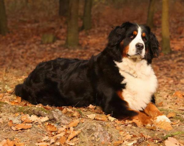 最友善的7種狗狗，天生善良，沒脾氣心眼好