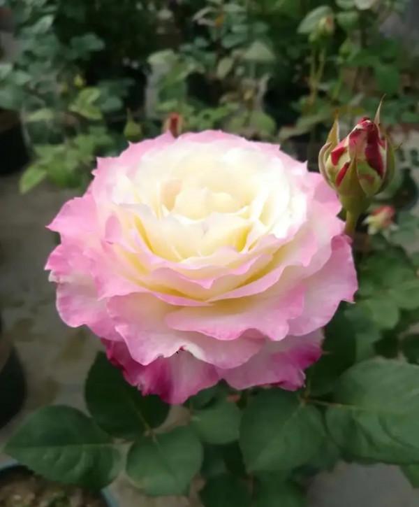 關於熾天使、路西法、絆、艾帕索的選擇題 關於熾天使、路西法、絆、艾帕索的選擇題