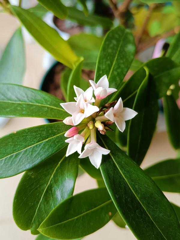 冬日裡陽臺上的春天 冬日裡陽臺上的春天