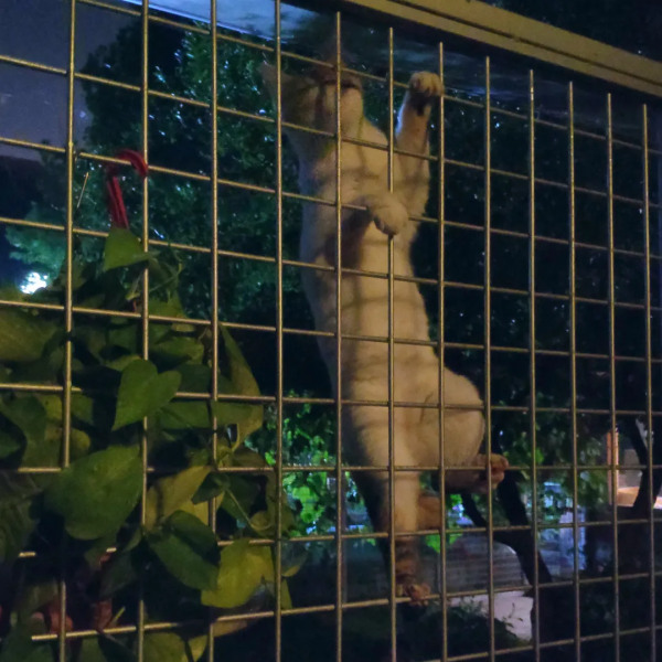 貓別墅還能這麼玩兒？