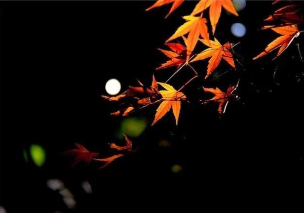 每天學習一首詩 每天學習一首詩