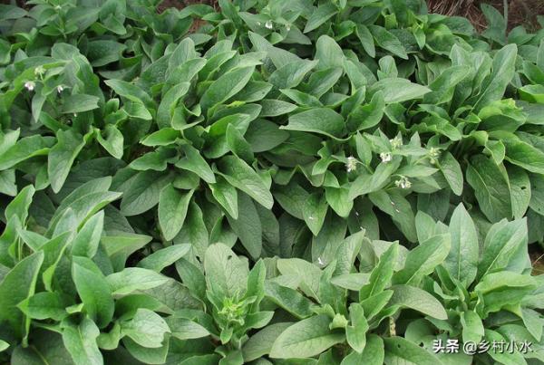 畝產30噸，聚合草被譽為“飼草之王”，如何高產栽培？