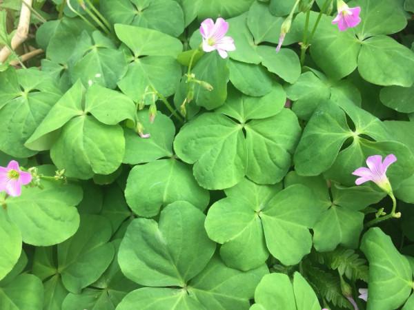 霜降將至，農村人隔三差五吃這3種野菜，好吃又防病，身體更健康