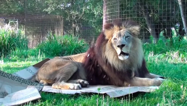 貓咪喜歡紙箱,那大貓呢?8種大型貓科動物實測,結果太可愛 貓咪喜歡紙箱,那大貓呢?8種大型貓科動物實測,結果太可愛