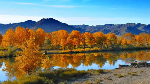 秋天的新疆，美成了桌布