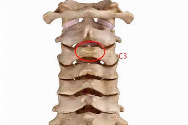 脊椎的精確定位及觸診技巧