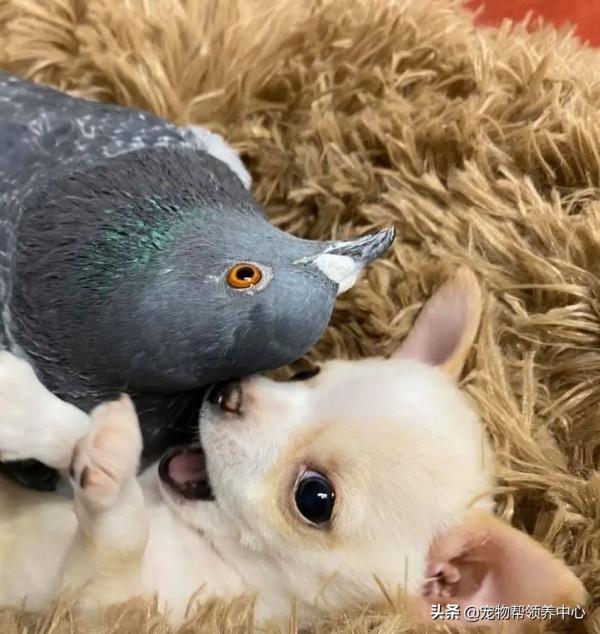鴿子和狗狗靠在一起，模樣超幸福，其實它們不能飛，不能走...
