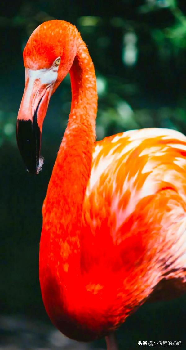 分享——火烈鳥