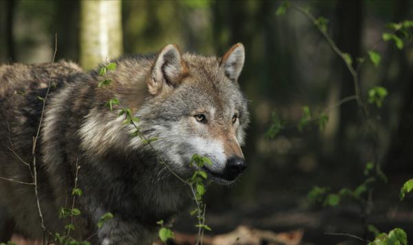 驢友分享一人自駕西藏無人區的經歷，危險遠遠不止只來源於大自然