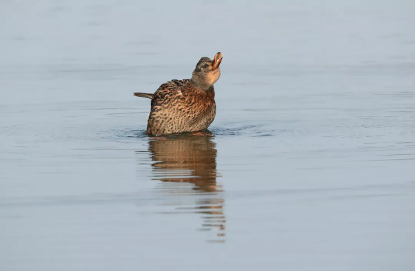 嘎嘎~走！去菁蓉湖看元氣滿滿鴨