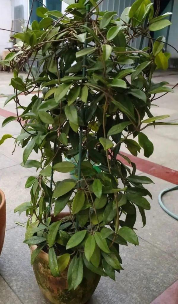 7種花有個小機關,找對位置開啟它,新芽爆滿盆 7種花有個小機關,找對位置開啟它,新芽爆滿盆