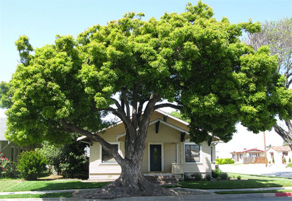 庭院種什麼樹驅蚊蟲?有5種樹都很香,能驅蟲又好栽種 庭院種什麼樹驅蚊蟲?有5種樹都很香,能驅蟲又好栽種