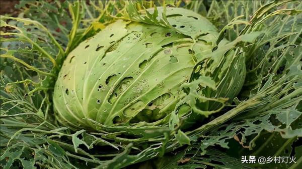 捲心菜口感爽脆甘甜,許多人都非常喜歡,但捲心菜有農藥殘留嗎? 捲心菜口感爽脆甘甜,許多人都非常喜歡,但捲心菜有農藥殘留嗎?