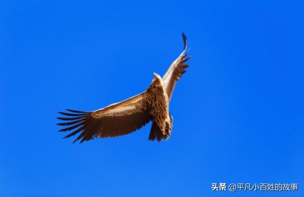 不許兒子考高中，非要讓上中專，命運，狠狠捉弄了她