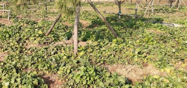 氣候，真的出現反常了嗎？