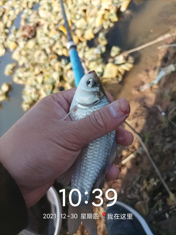 冬季魚類的致命誘惑，更換後果然立竿見影