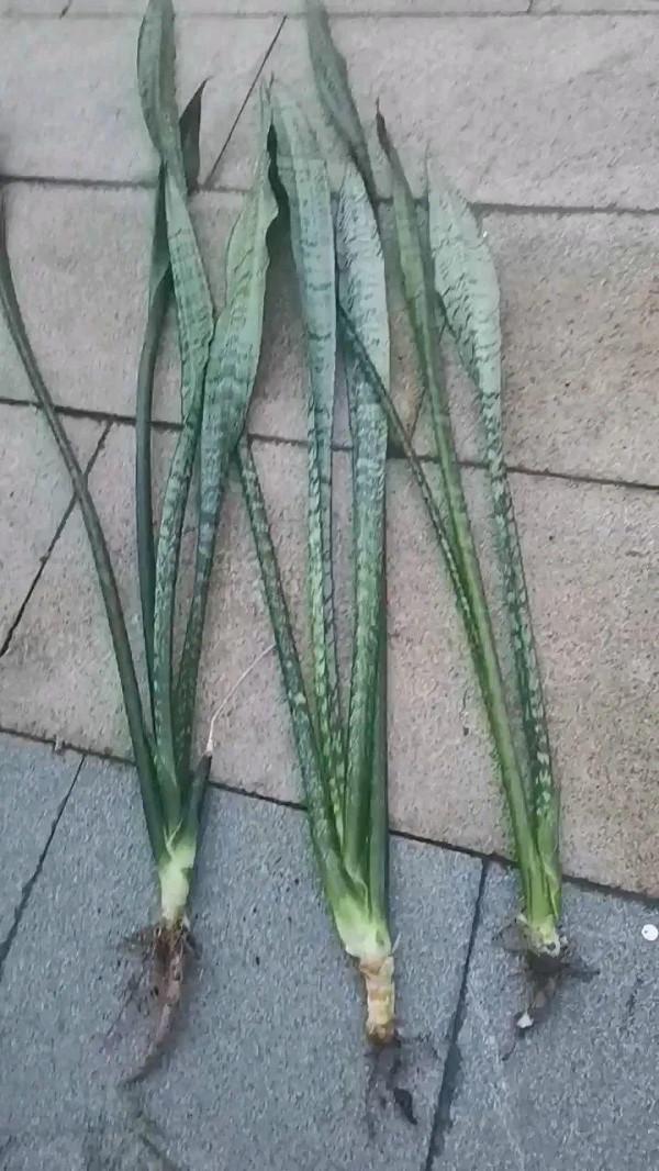 養花大棚倒閉,“貴貨花”路邊扔了一地,後悔沒帶個大麻袋 養花大棚倒閉,“貴貨花”路邊扔了一地,後悔沒帶個大麻袋