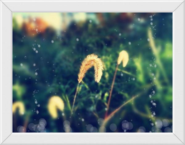 打油“詩”：《生命》