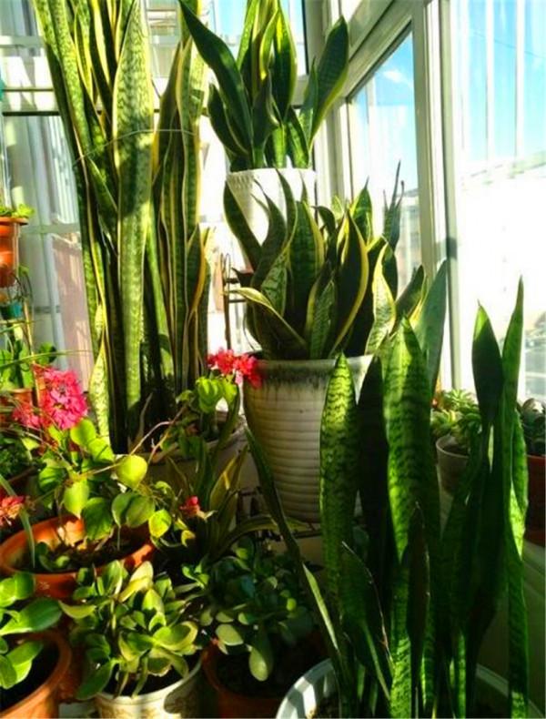 5種漂亮花，冬天“愛睡覺”，少水“缺糧”多曬曬才能長得好