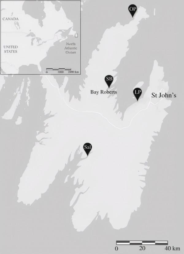 關於海鷗蠢不蠢的問題，研究有了新的證據……