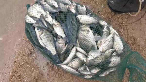 撿板栗不忘板鯽，入水口、倒樹旁真的是天然魚窩