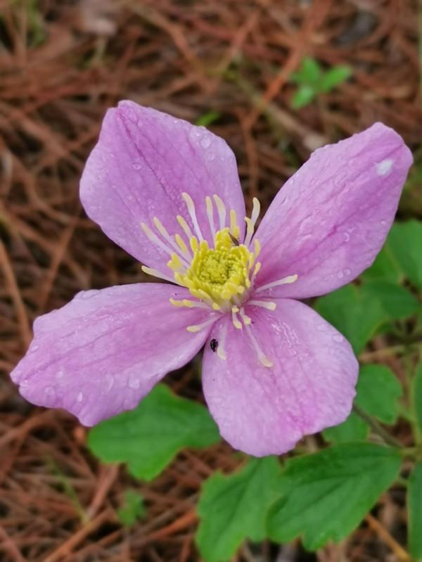 麗江小眾秘境指南|為你探路!夏日九子海美如仙境 麗江小眾秘境指南|為你探路!夏日九子海美如仙境