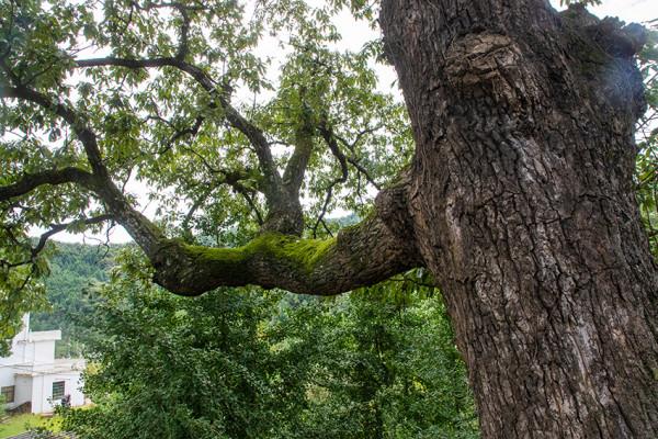 大別山深處“將軍村”，老宅成片，古木參天，盆景扮靚人們新生活