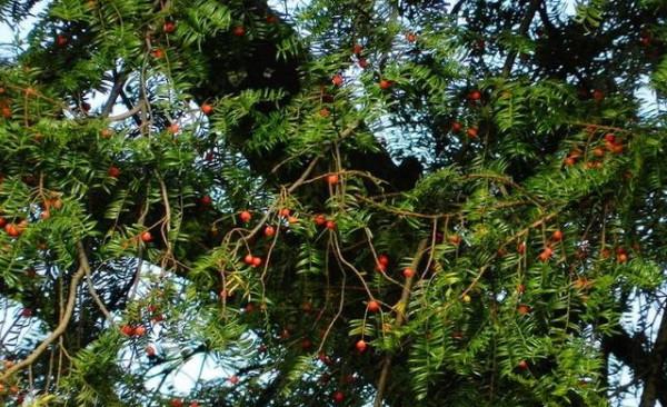 今年流行的7種“觀賞花”,家裡養一盆,大氣又吉利 今年流行的7種“觀賞花”,家裡養一盆,大氣又吉利