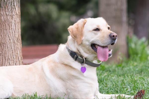 “粘人指數”五顆星的幾種狗狗,堪稱跟屁蟲 “粘人指數”五顆星的幾種狗狗,堪稱跟屁蟲