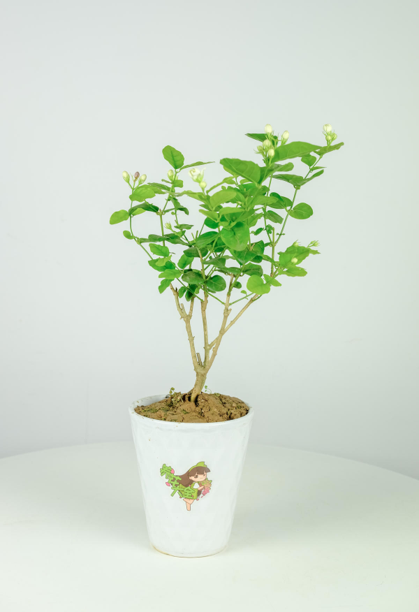 虎頭茉莉：茉莉家族顏值的天花板，它憑什麼這麼強