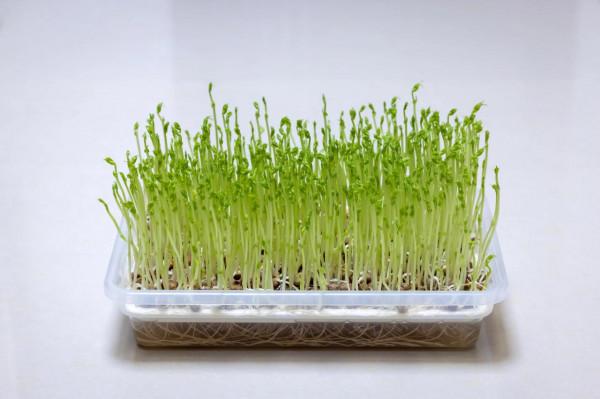 種在客廳的水培芽苗菜