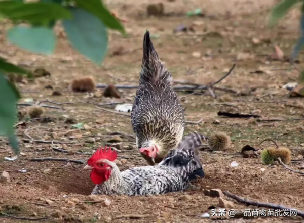 養這種體重2斤多,能在負35℃環境下正常生活的“極品雞”怎麼樣 養這種體重2斤多,能在負35℃環境下正常生活的“極品雞”怎麼樣