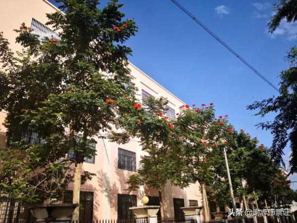 海南風光美（048）火焰樹花開紅豔豔