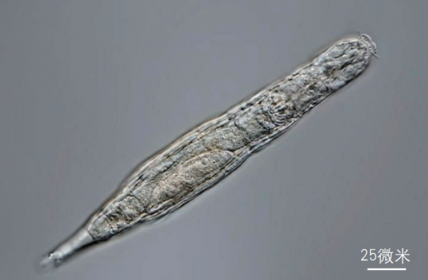 已經2.4萬歲，北極輪蟲重新整理生命上限，解凍後甚至還能自我克隆