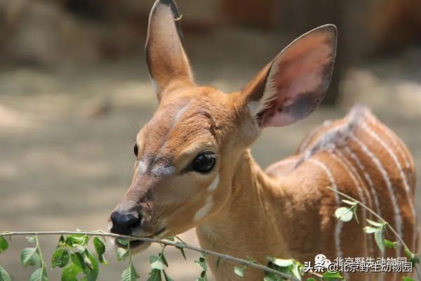 絕美的秋色，動物朋友們都陶醉了