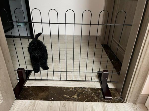 養狗是用籠子好還是圍欄好？