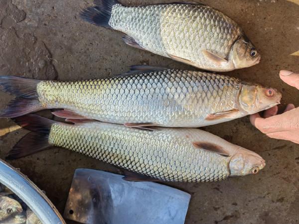 準備倉促確有意外驚喜，探釣之行忠愛橋