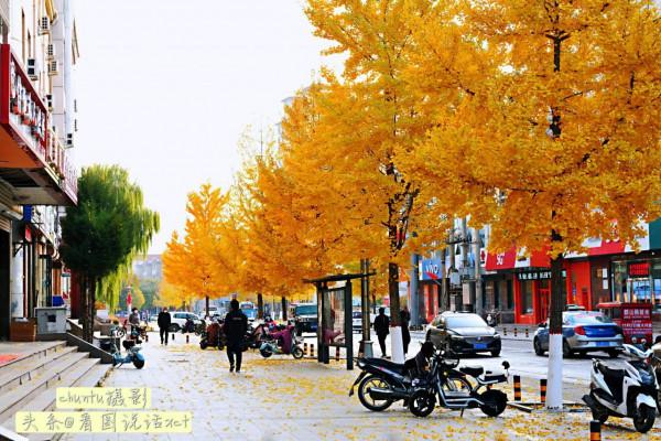 河北青龍:銀杏金黃風光美 河北青龍:銀杏金黃風光美