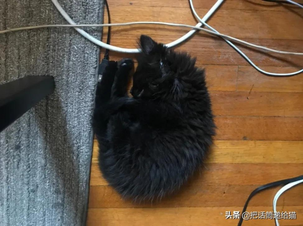 留學生被拒20次終於領養到貓，半年後發現小貓咪居然變色了