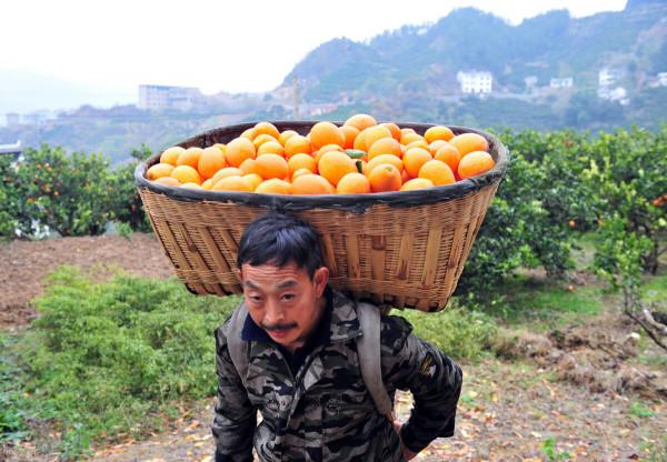 狼群缺食物，主動下山守護果園，換取食物