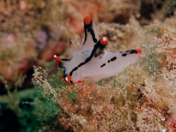 海生物234：白色皮卡丘