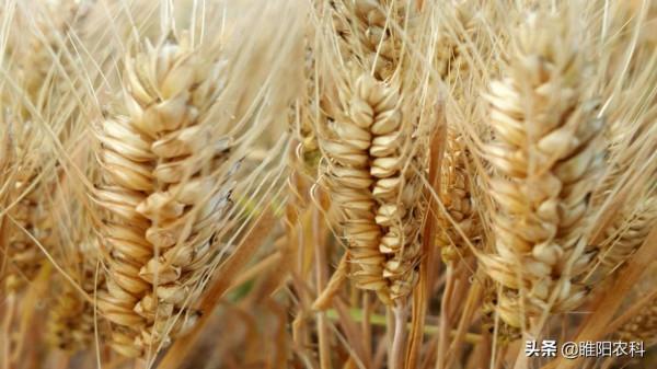 選購種子時,注意檢視這一點,小麥獲得高產就不是問題 選購種子時,注意檢視這一點,小麥獲得高產就不是問題